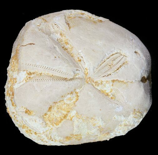 Fossil Echinoid (Micraster?) - Taouz, Morocco #46402